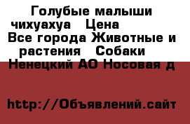 Голубые малыши чихуахуа › Цена ­ 25 000 - Все города Животные и растения » Собаки   . Ненецкий АО,Носовая д.